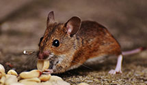 24 Hour & Emergency Exterminators in Lower Pig Pen, NC